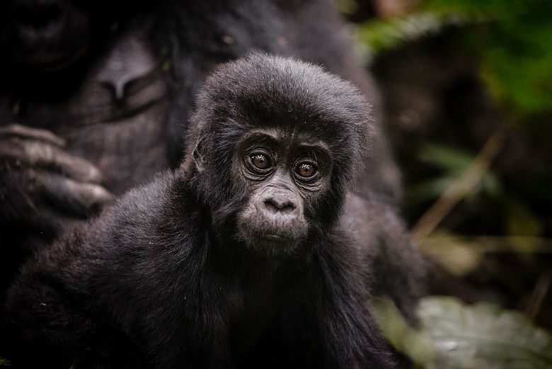 Bébé gorille depuis le Sanctuary Gorilla Forest Camp