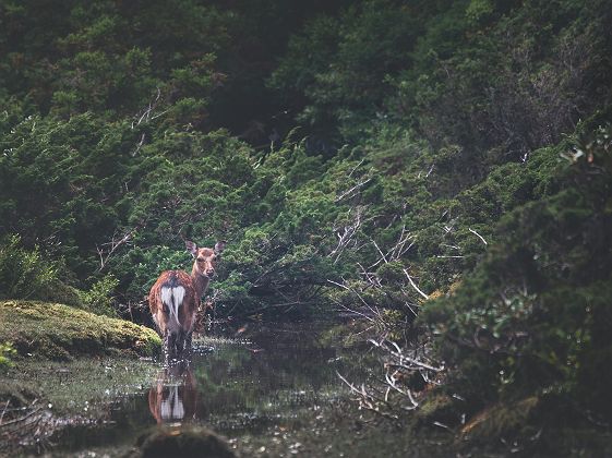 Biche / cerf shika sur l'île de Yakushima