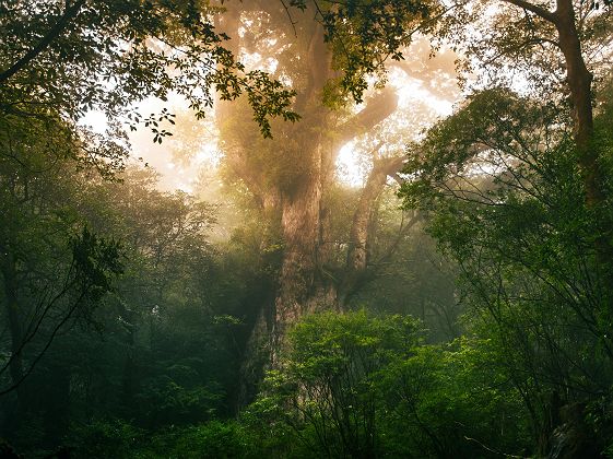 Arbre Jomon Sugi - Plus vieux cèdre de l'île de Yakushima