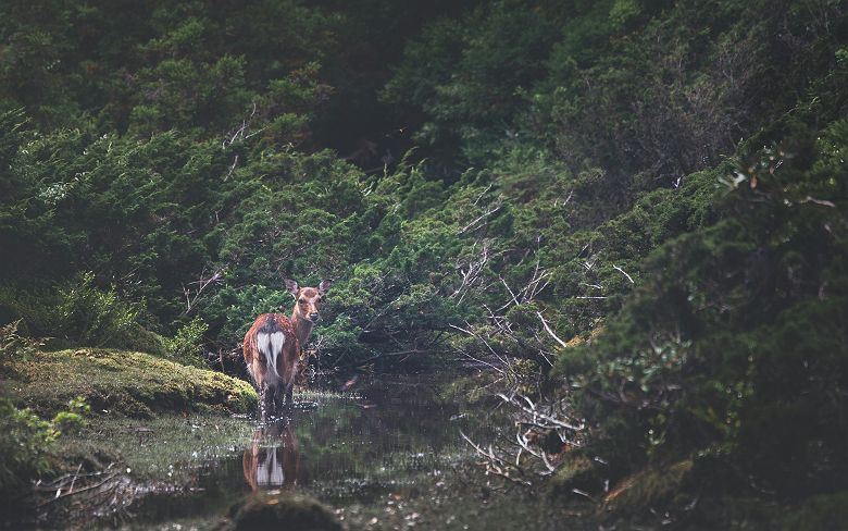 Biche / cerf shika sur l'île de Yakushima