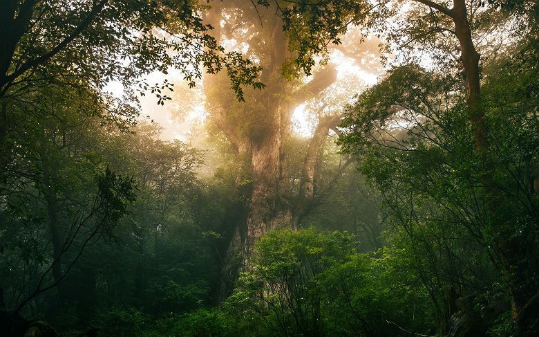 Arbre Jomon Sugi - Plus vieux cèdre de l'île de Yakushima