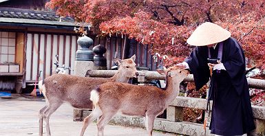 Moine bouddhiste avec 2 biches à Nara - Japon