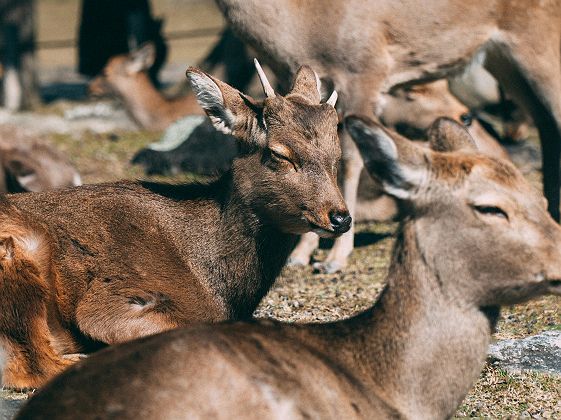 Cerfs shika au parc de Nara