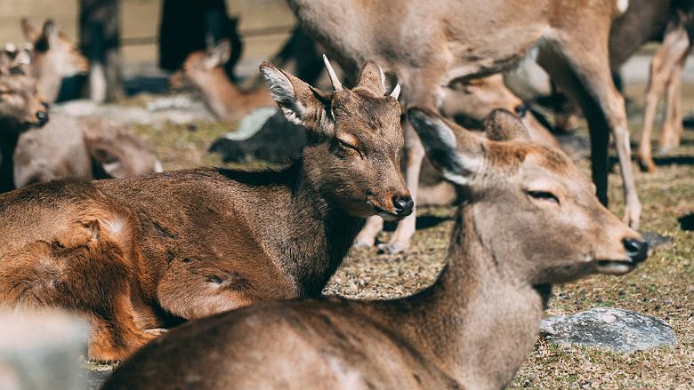 Cerfs shika au parc de Nara