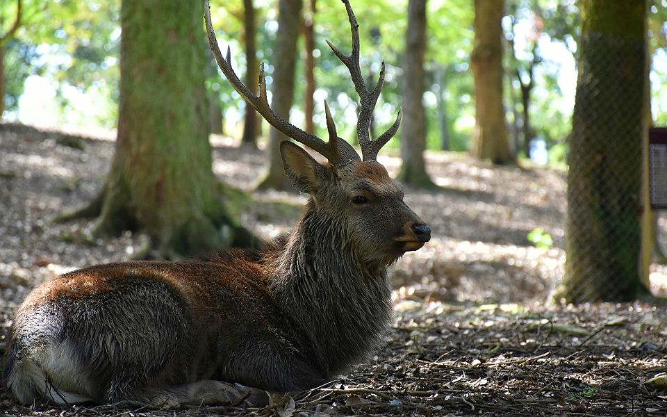 Cerf shika dans le parc de Nara