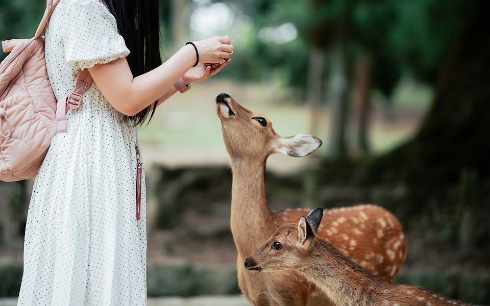 Nara Japon - cerf - daim 