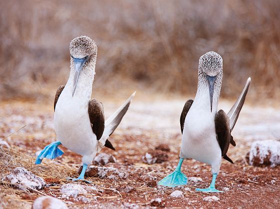 Galapagos - Groupe de fous à pieds bleus 