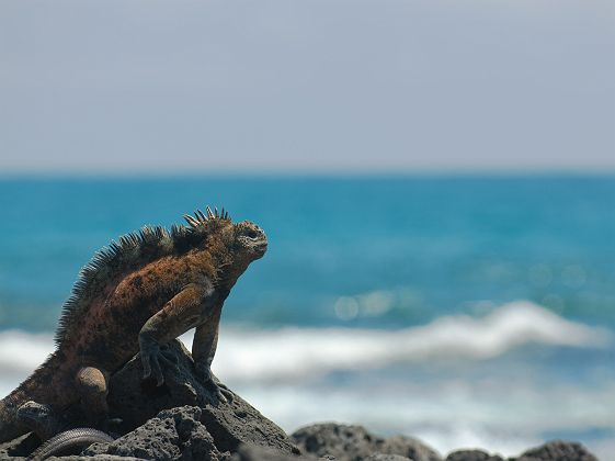 Iguane dans les Iles Galapagos - Equateur