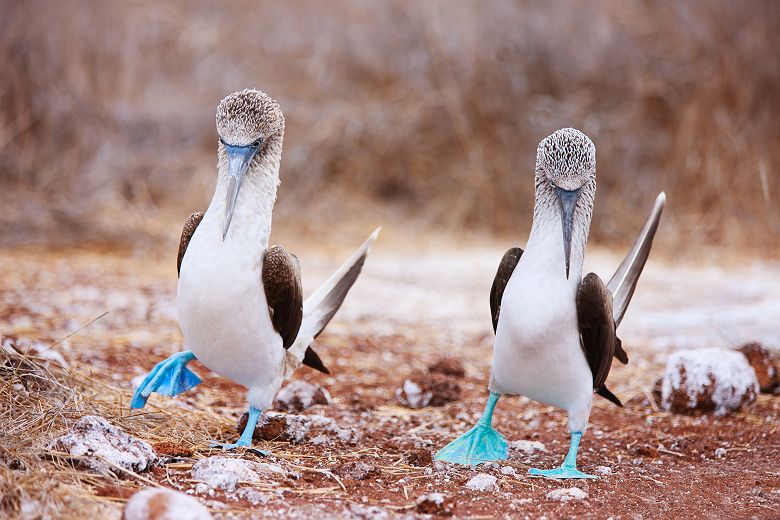 Galapagos - Groupe de fous à pieds bleus 