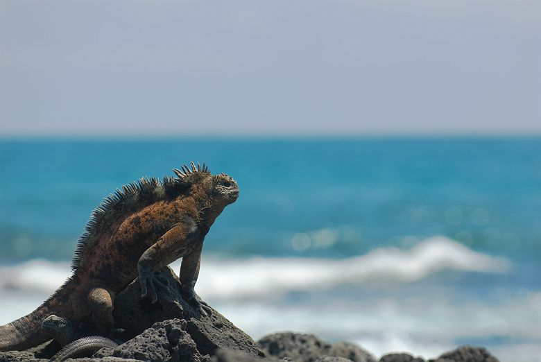 Iguane dans les Iles Galapagos - Equateur