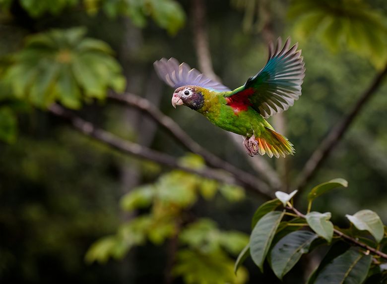 Forêt amazonienne