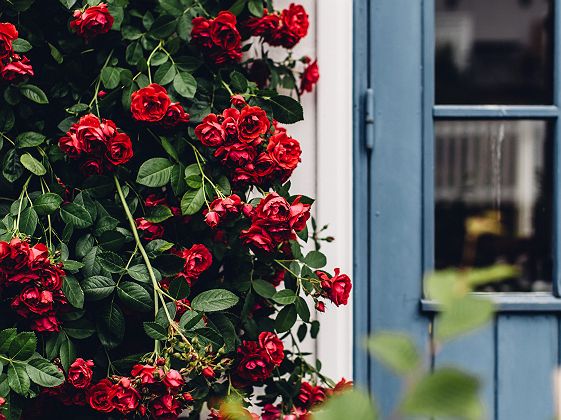 Porte et Fleurs à Fiskebäckskil