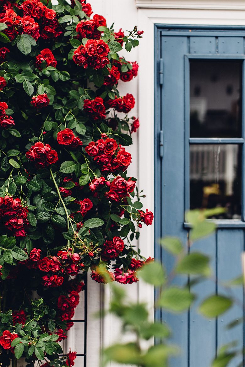 Porte et Fleurs à Fiskebäckskil