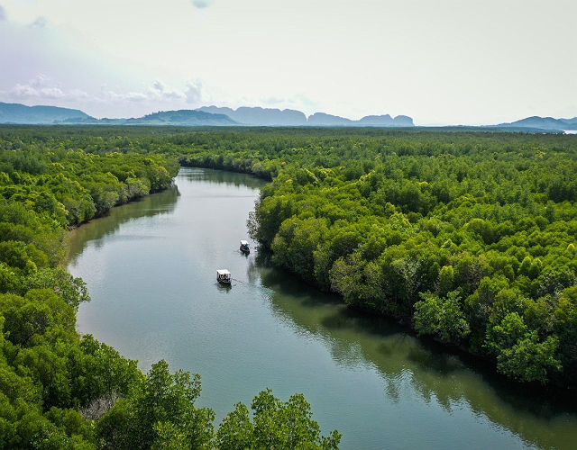 Pimalai Resort and Spa - visite de la mangrove en bateau