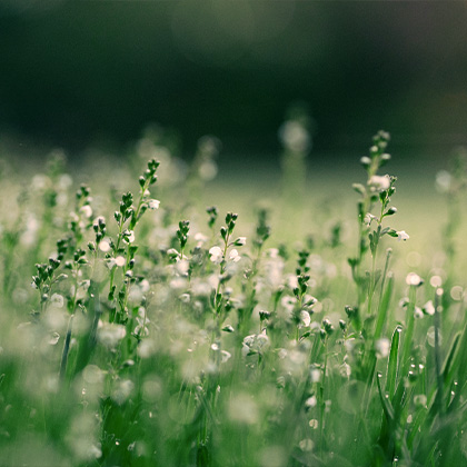 Nature en Arabie saoudite