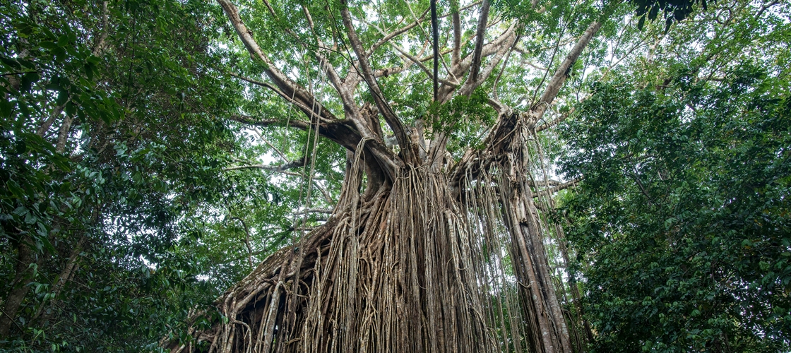 Arbre à souhait en Inde