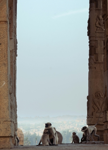 Singe à Hampi