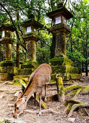 Cerf Sika à Nara