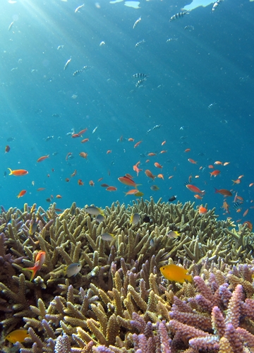 Coraux et poissons aux Seychelles