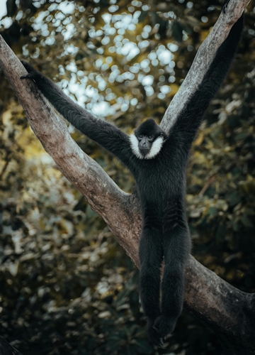 Gibbons au Vietnam