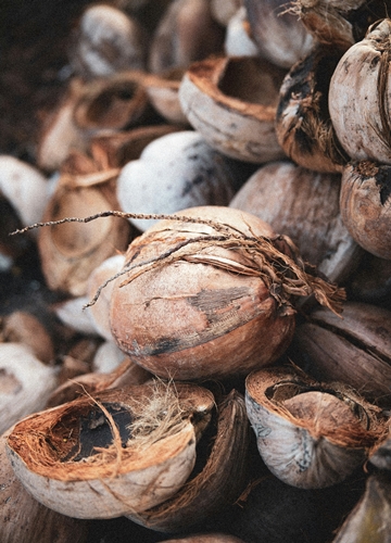 Noix de coco aux Seychelles