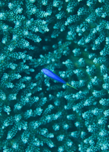 Poisson bleu et coraux aux Seychelles