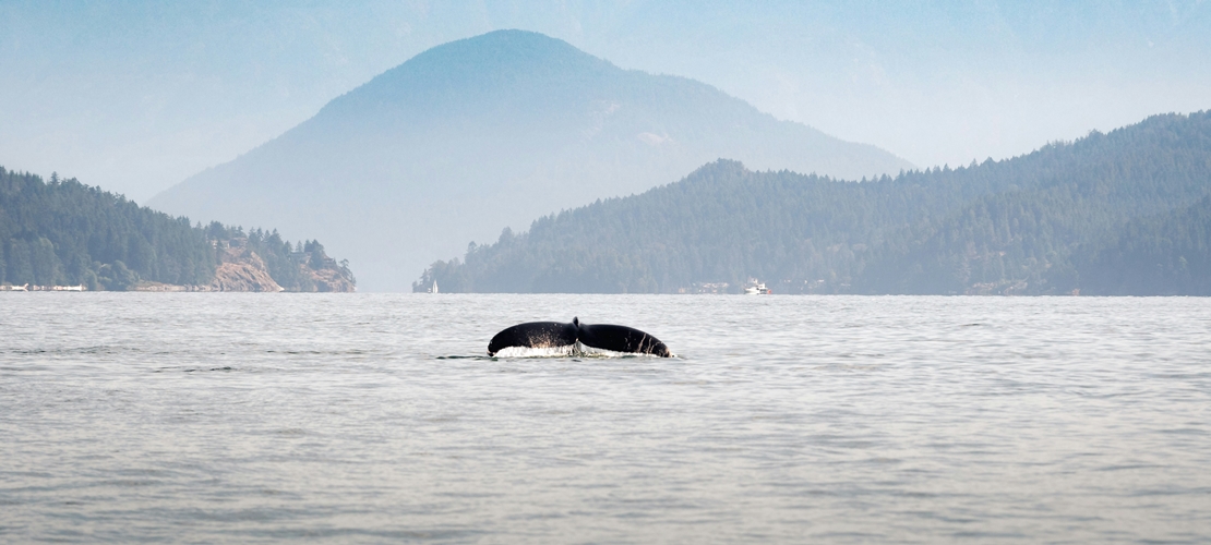 Nageoire caudale d’une baleine au Canada 