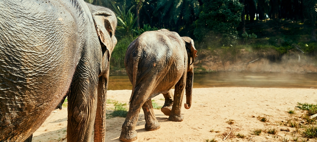 Eléphants au Vietnam