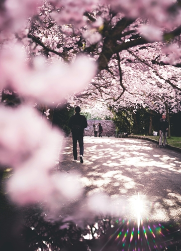 Les sakuras en fleurs au Japon