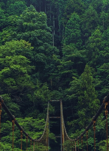 Pont de liane sur Shikoku