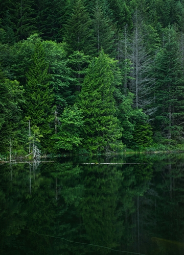 Forêt au Canada