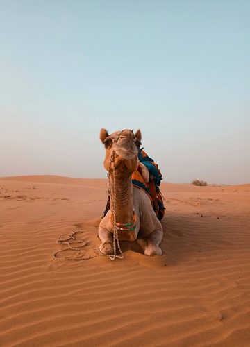 Dromadaire dans le désert indien