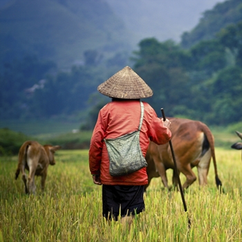 Paysan du Vietnam