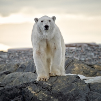 Ours polaire au Canada