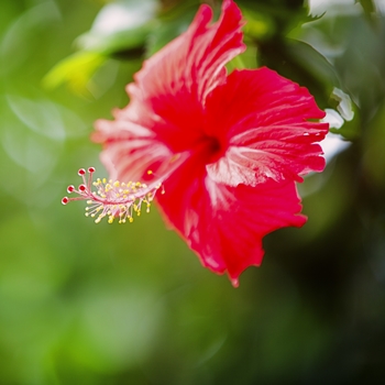 Fleur rouge aux Seychelles