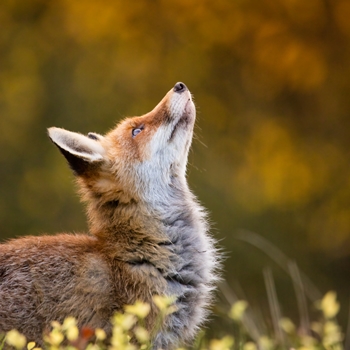 Renard au Canada