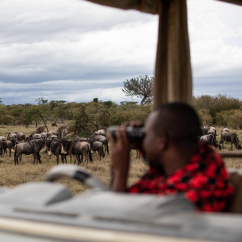 Masai observant des animaux au Kenya