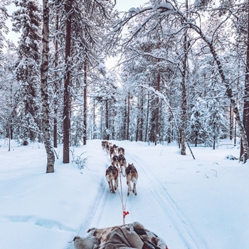 Chien de traîneau au Canada