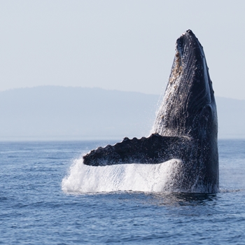 Baleine en Gaspésie