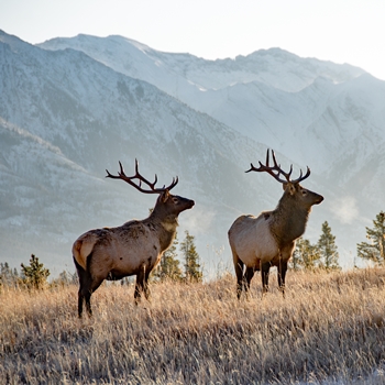 Deux cerfs à Banff