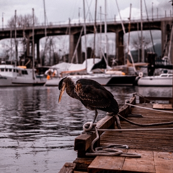 Pélican à Vancouver