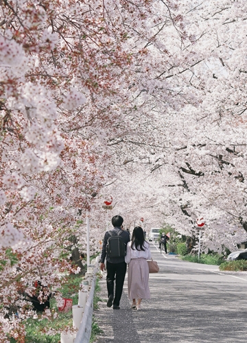Les sakuras en fleurs au Japon