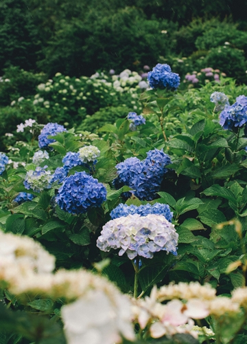 Les hortensias en fleurs au Japon