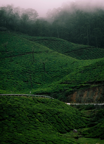 Plantation de thé en Inde