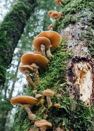 Champignons sur un arbre au Canada