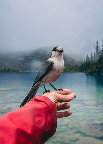 Oiseau au Canada