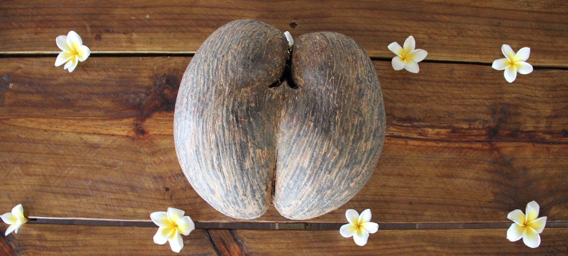 Coco fesses des Seychelles