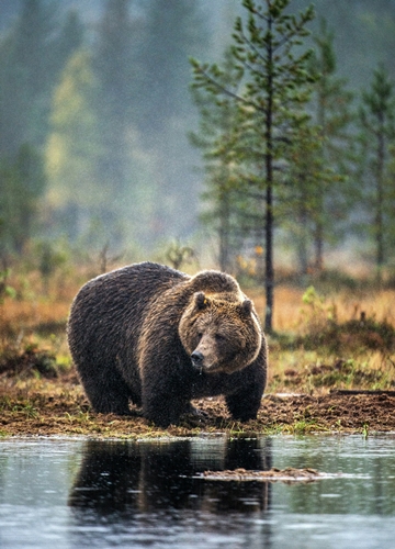 Ours au Canada