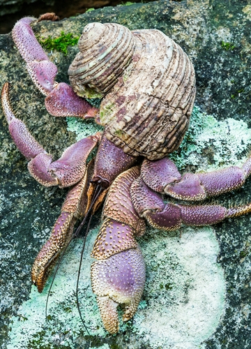 Crabe de cocotier aux Seychelles