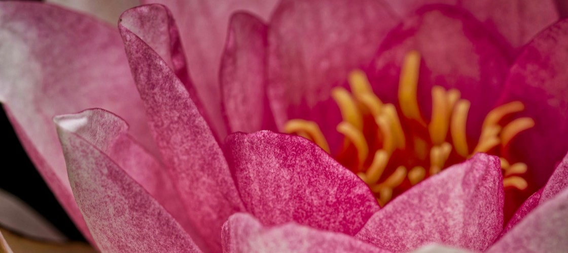 Une fleur de lotus